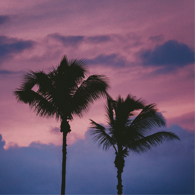 purple sunset of 2 palm trees